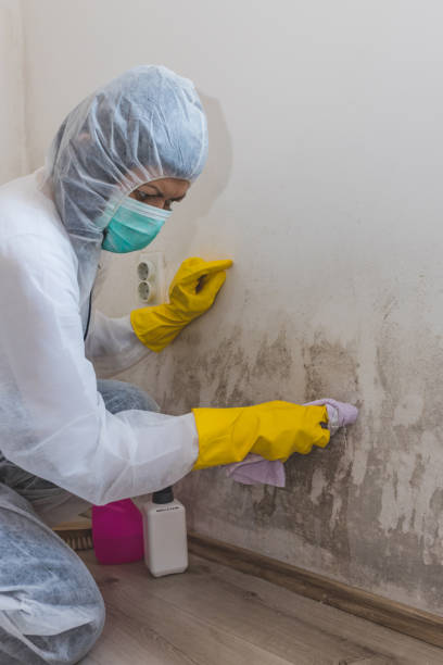 Reliable Bull Valley, IL Mold Removal Solutions
